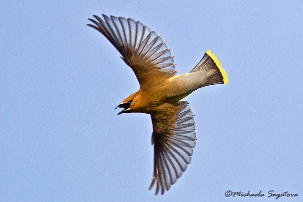 Cedar Waxwing by ~ Michaela Sagatova ~ is licensed under CC BY-SA 2.0